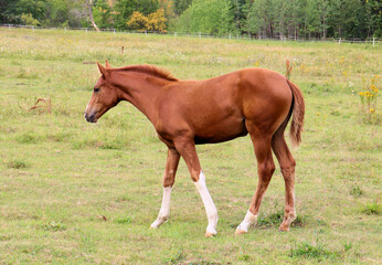 Obraz premium Horses graze in the meadow