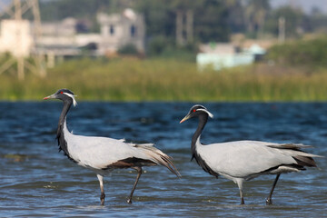Demoiselle cranes wading birds in river water. Grey, black cranes in nature.