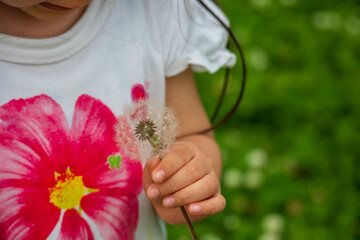 タンポポの綿毛と女の子