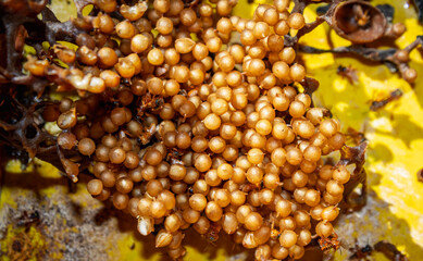 Stingless bee nest interior with eggs and wax