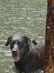 Un beau chien noir debout dans l'eau