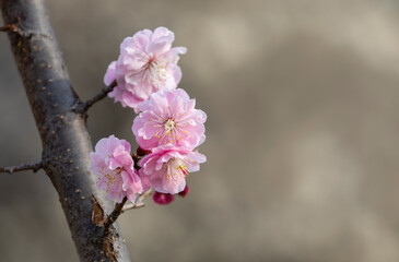 The messenger of spring plum blossoms.