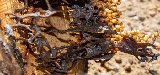 Stingless bee nest interior with eggs and wax