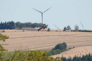 Windrad mit Greifvogel