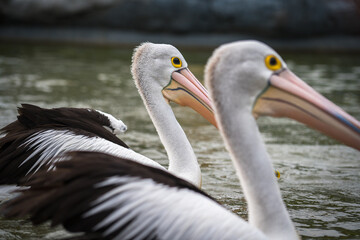 Pelicans swim in the pond and fight for food with their flock