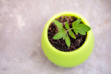 A green young sprout of a seedling plant in a green small pot on a concrete background