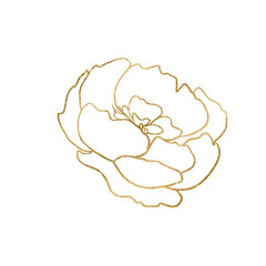 Watercolor golden and white outline peony flower illustration element