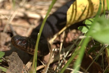 snake in the grass
