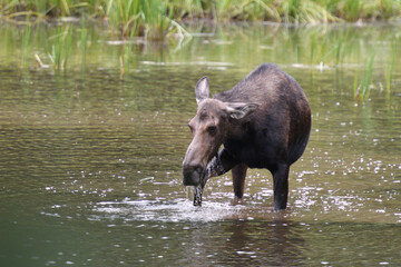 Moose in the lake in Grand Teton National Park USA