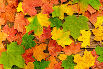 Naklejka na ściany i meble The concept of autumn backgrounds. Dry maple and acorn leaves on a wooden background with a copy of the space and a clean place for your text.