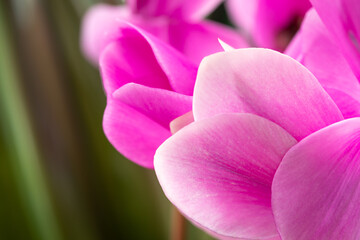 Blooming cyclamen. Buds on a green natural background. Flowering cyclamen. Pink flowers. Graceful pink petals.