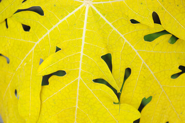 yellow colored papaya leaf background