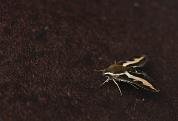rare insect large moth brazhnik on a dark background