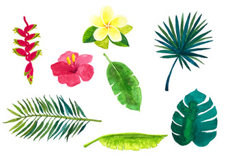 Watercolor illustration of several tropical plants