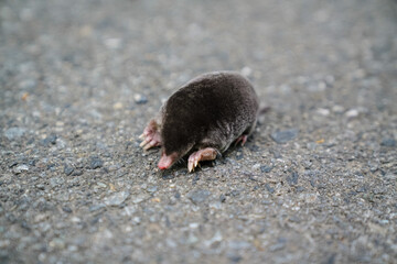 Mole on the Road