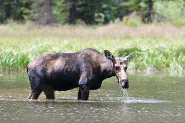 Moose in the lake in Grand Teton National Park USA