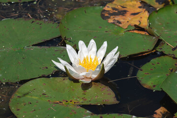 White water lily blooming - obrazy, fototapety, plakaty