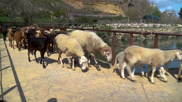 Farm goats and sheep passing in front of camera