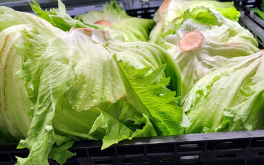 Organic lettuce on supermarket shelf - fresh leaf vegetable salad ingredient. 