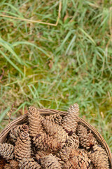 Obraz premium Top view of pine cones in the basket on the ground