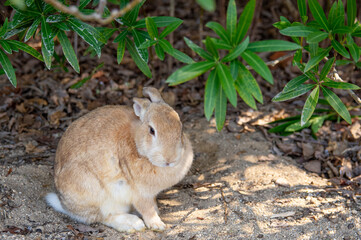 ウサギの島　大久野島の野生のアナウサギ　広島県竹原市忠海町　A wild rabbit inhabiting Okunoshima island, famous for Rabbit Island, in Tadanoumi-town, Takehara-city, Hiroshima pref. Japan