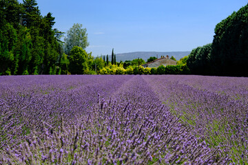 Naklejka na ściany i meble Champ de lavande. Provence, France.