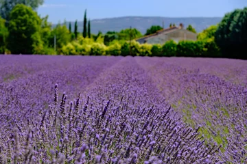 Tuinposter Champ de lavande en Provence © philippemanael