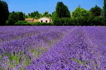 Tuinposter Champ de lavande en Provence © philippemanael