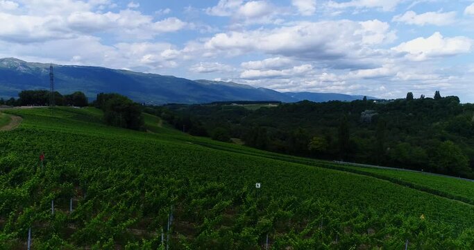 Aerial shot of a vineyard on the side of a hill, moutains in background