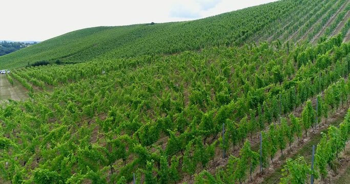 Aerial shot of a vineyard on the side of a hill
