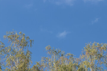 Summer birches against blue sky