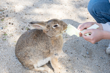 ウサギの島　大久野島の野生のアナウサギへの餌やり　広島県竹原市忠海町　A child feeding a wild rabbit inhabiting Okunoshima island, famous for Rabbit Island, in Tadanoumi-town, Takehara-city, Hiroshima pref. Japan