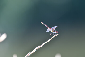 Dragonfly in Yellowstone National Park USA