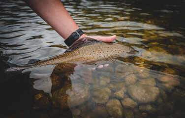 Äsche gefangen beim Fliegenfischen im Frühling	