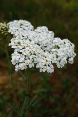 Achillea in bloom in the meadow