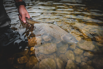 Äsche gefangen beim Fliegenfischen im Frühling	