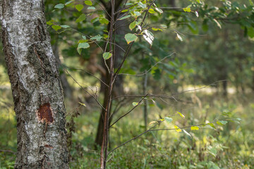 Young birch growing next to an old birch trunk in the sunny forest