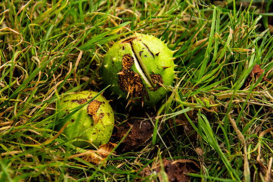 Green Conkers on Grass Autumn