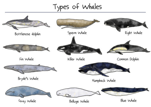 Various kinds of whale illustrations
