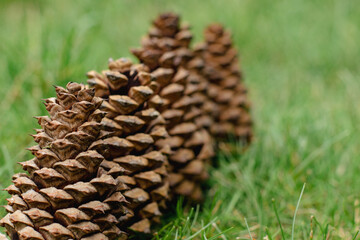 Pine cones on the grass