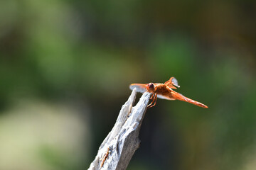 Dragonfly in Yellowstone National Park USA