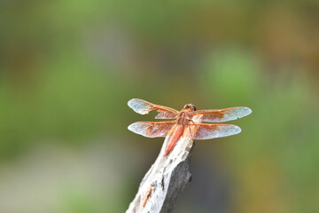 Dragonfly in Yellowstone National Park USA
