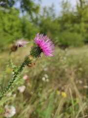 thistle flower in summer 