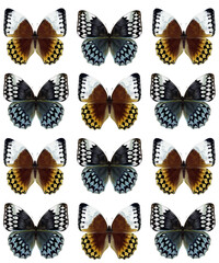Obraz na płótnie Canvas Amathusiidae butterflies 
