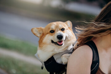 Happy smiling woman walking outdoors in city parkland with dog Welsh Corgi Pembroke in a special backpack