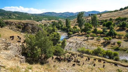 Dersim Ziege am Fluss entlang , 