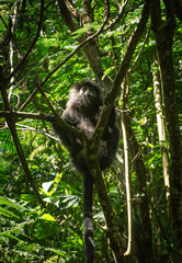 langurs in Mount Ciremai National Park