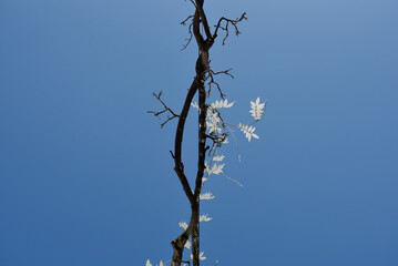 végétation, feuillage blanc, albinos
