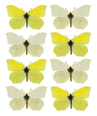 Brimstone butterflies