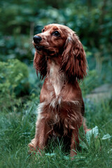 Portrait of a Cocker Spaniel in profile in nature. Green background
